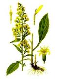 PROSTATA