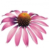 Echinacea