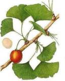 Ginkgo