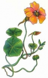 Lichořeřišnice