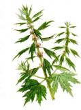 Srdečník